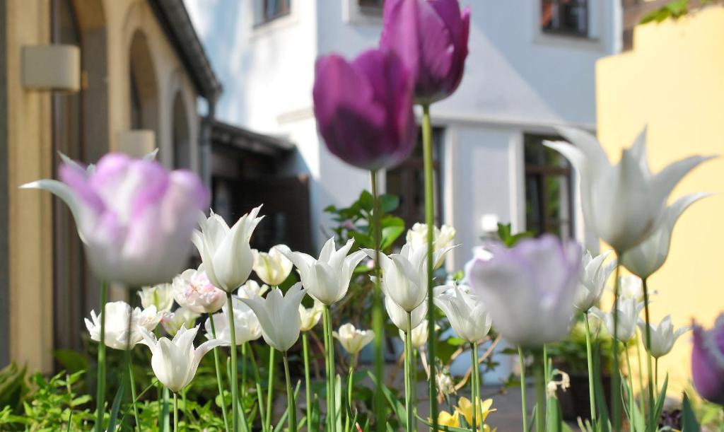 Faehrhaus Meissen B&B Εξωτερικό φωτογραφία
